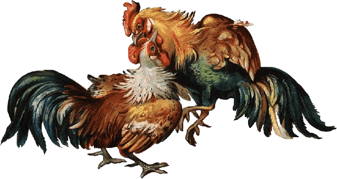 cock-fight